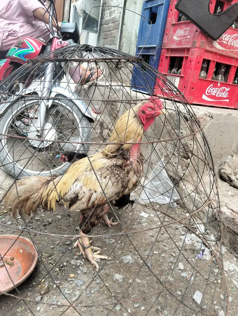 Mianwali aseel — photo 10