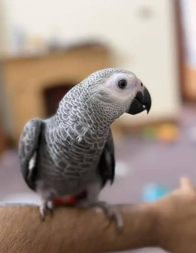 African grey parrot checks for sale Whatsapp number 0328299404. .