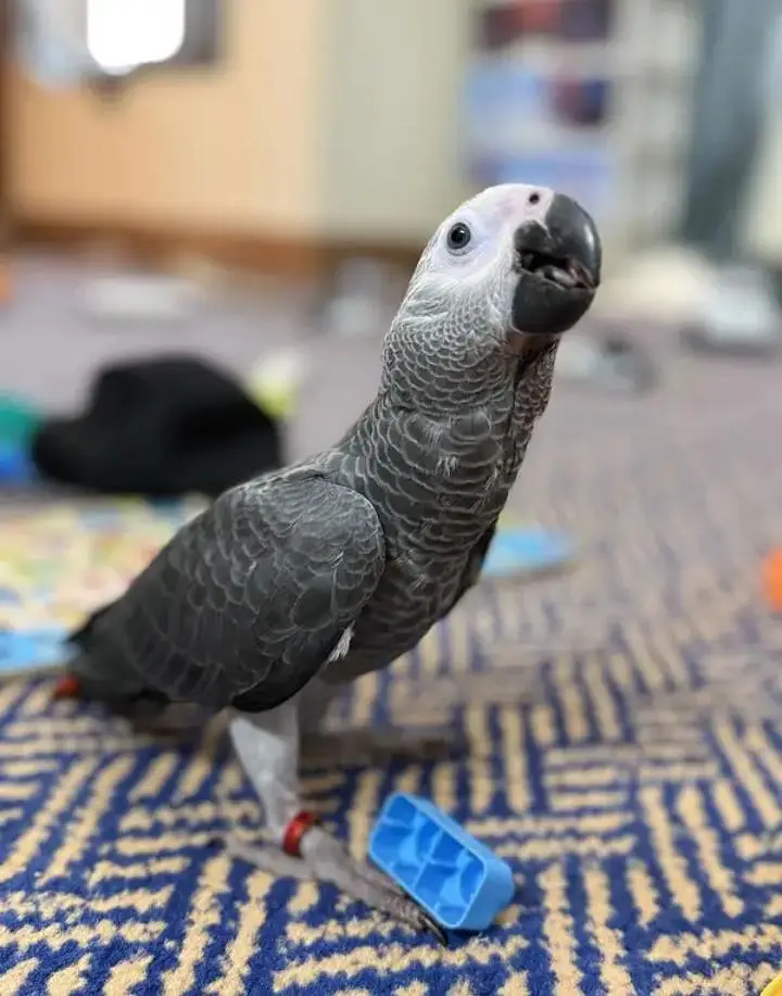 African grey parrot checks for sale Whatsapp number 0328299404. . — photo 2