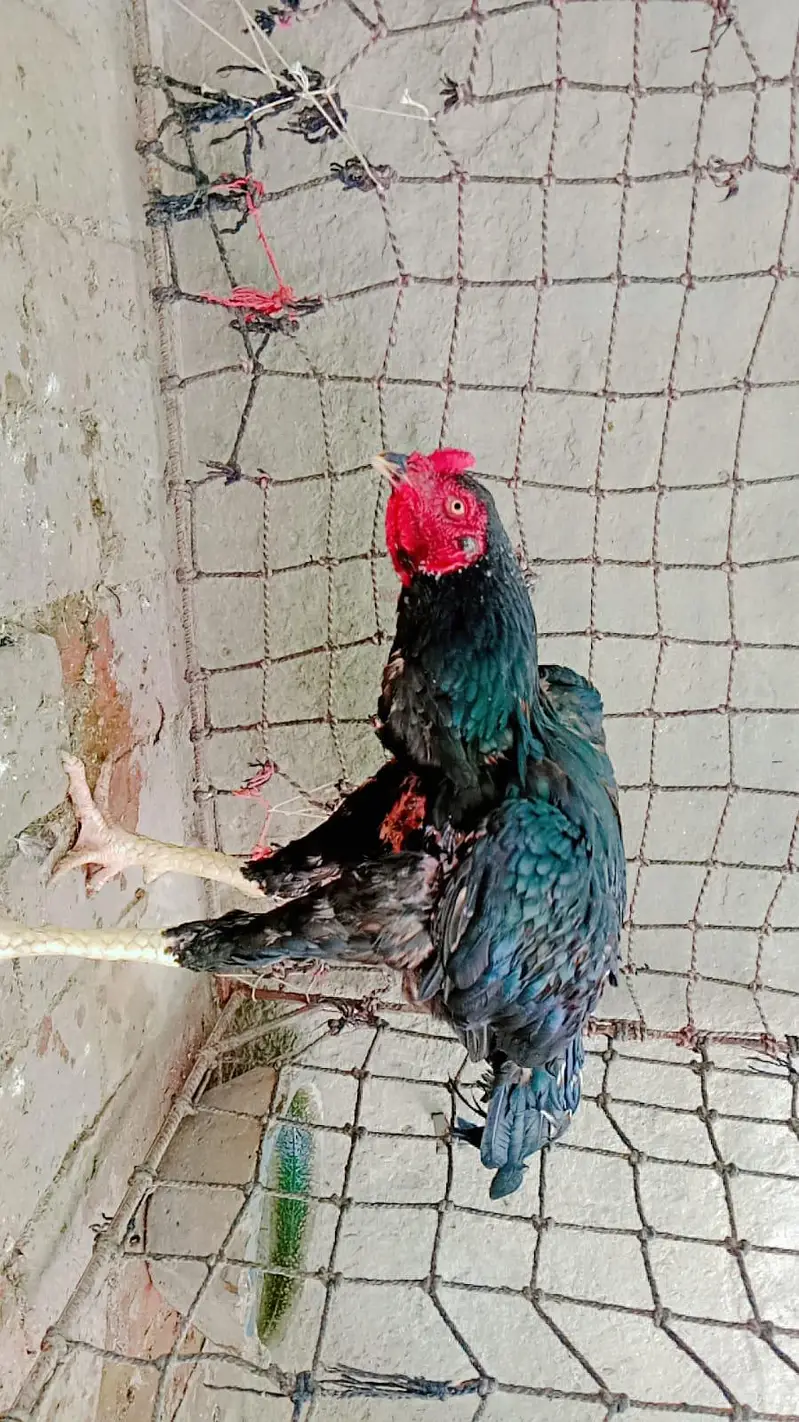 Sindhi Aseel — photo 2