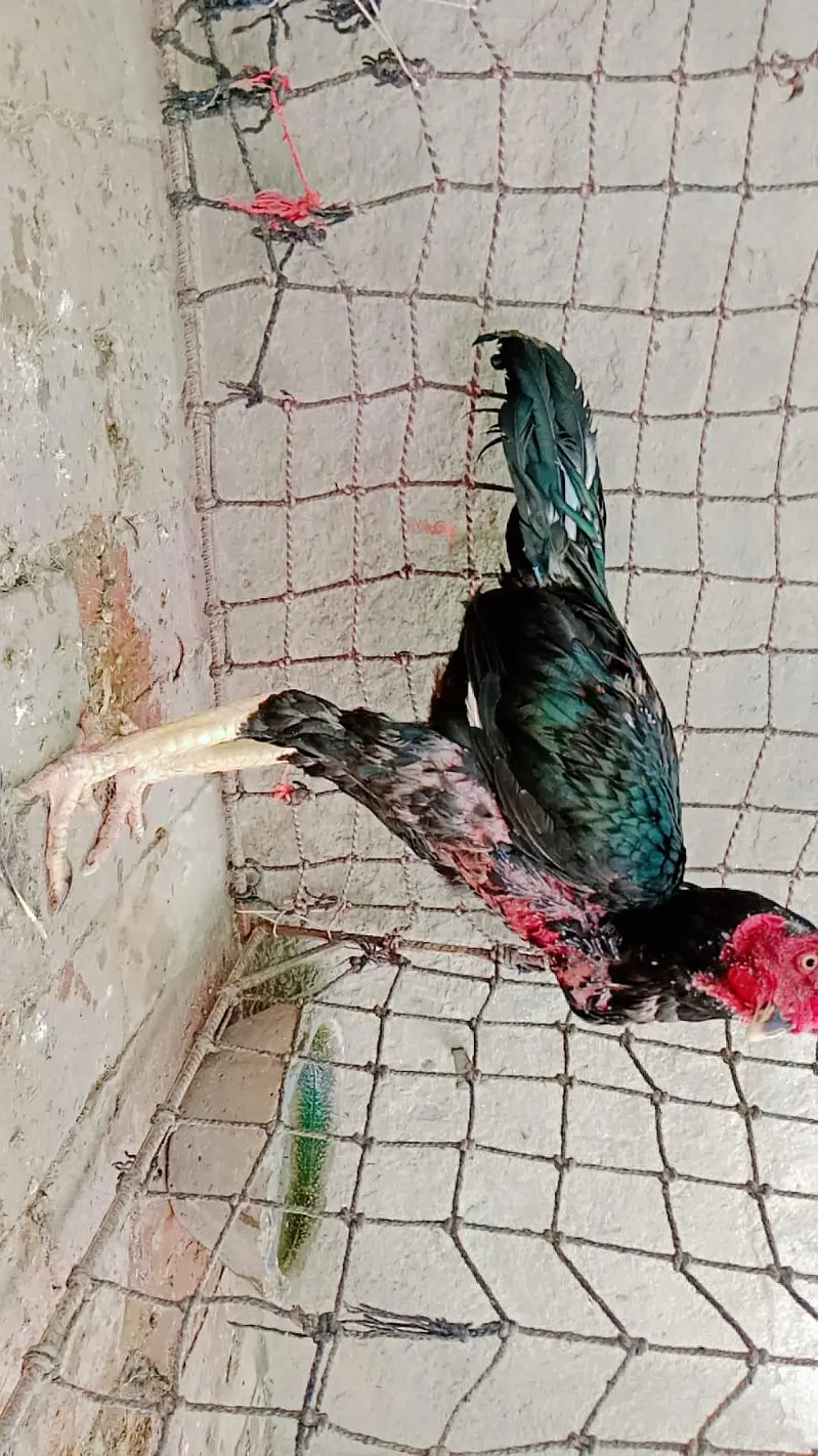 Sindhi Aseel — photo 3