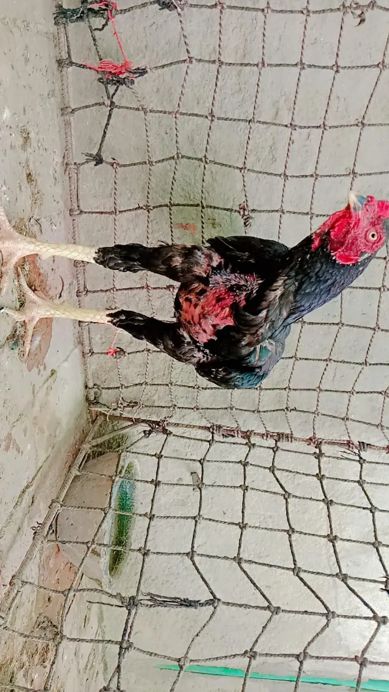 Sindhi Aseel — photo 4