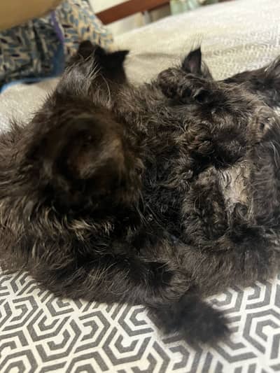 Persian cats triple coat pure breed.