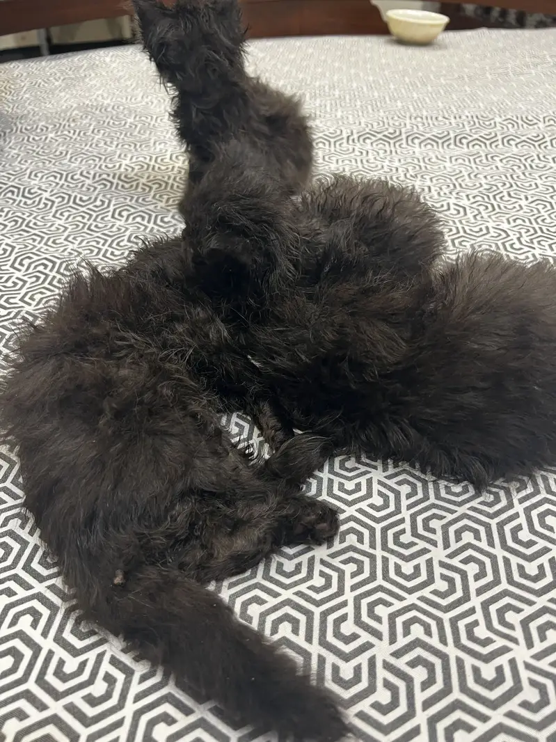 Persian cats triple coat pure breed. — photo 2