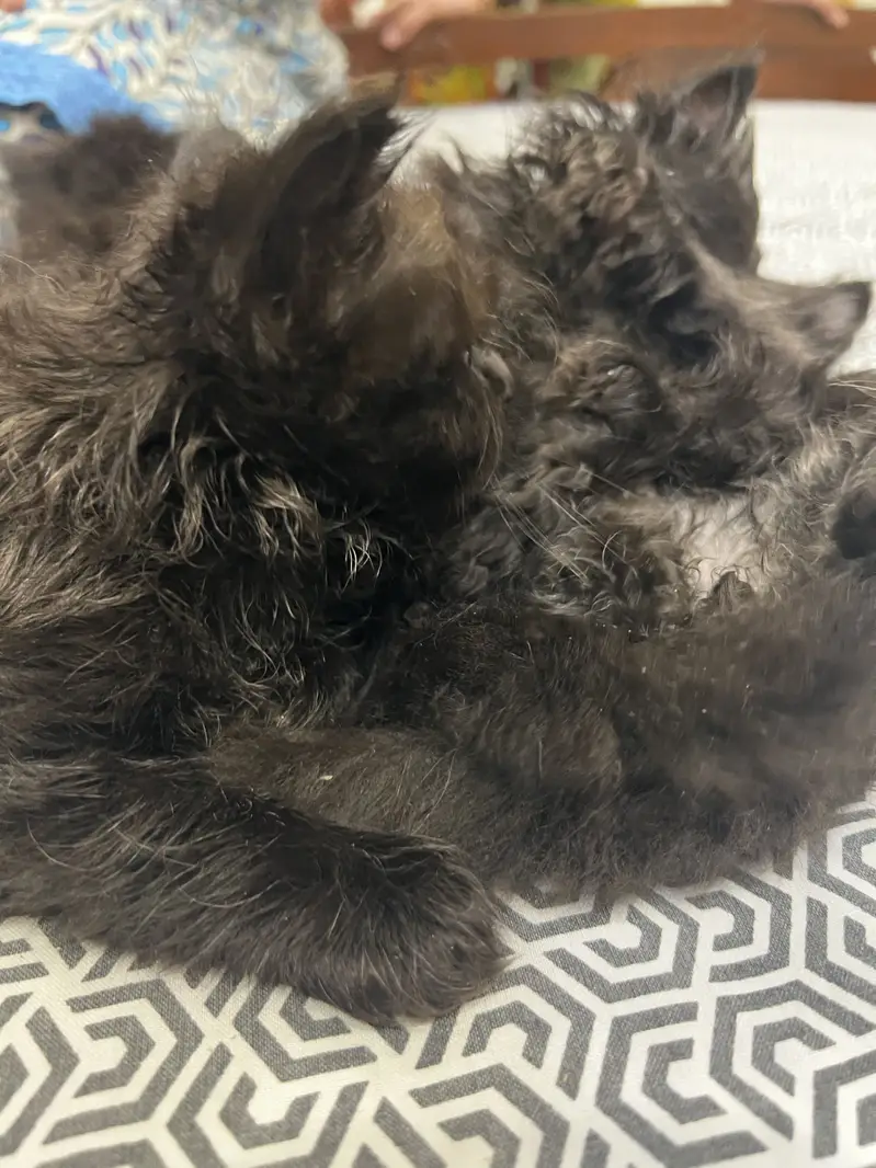 Persian cats triple coat pure breed. — photo 5