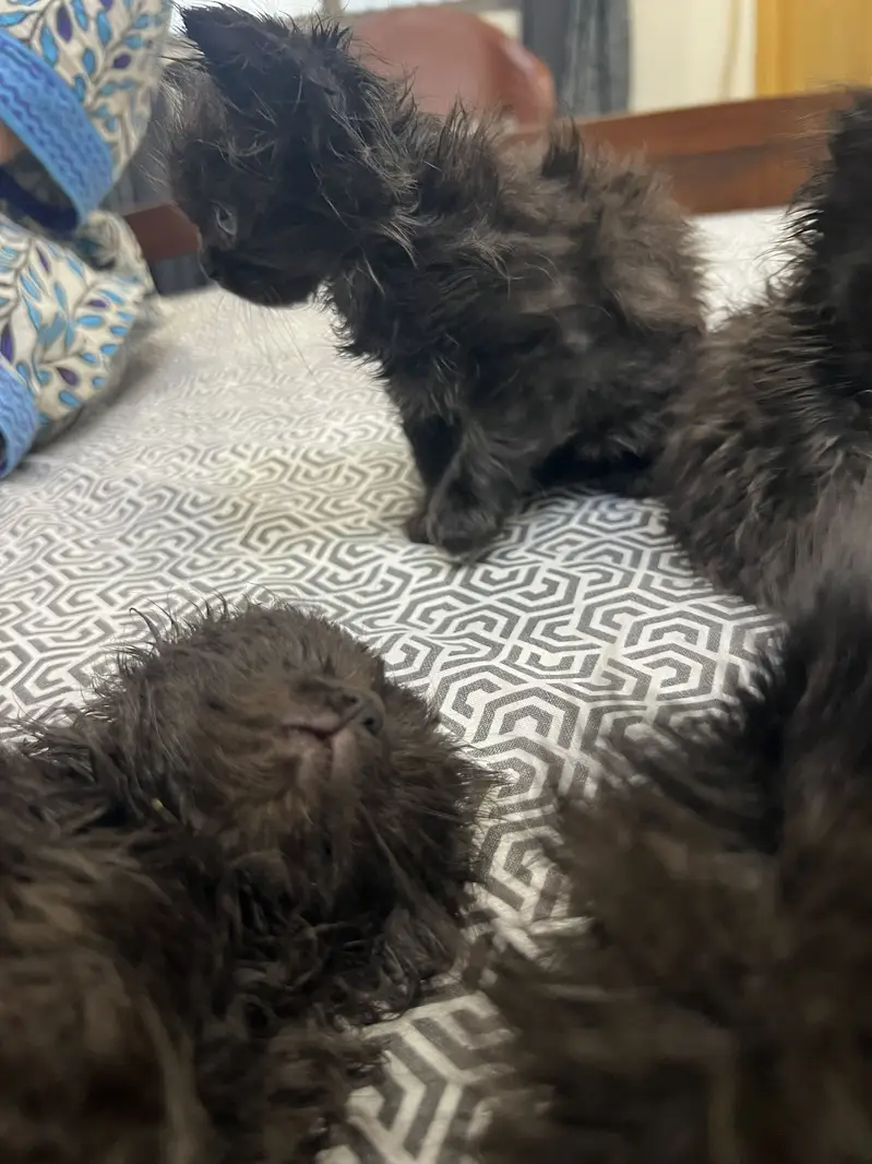 Persian cats triple coat pure breed. — photo 6