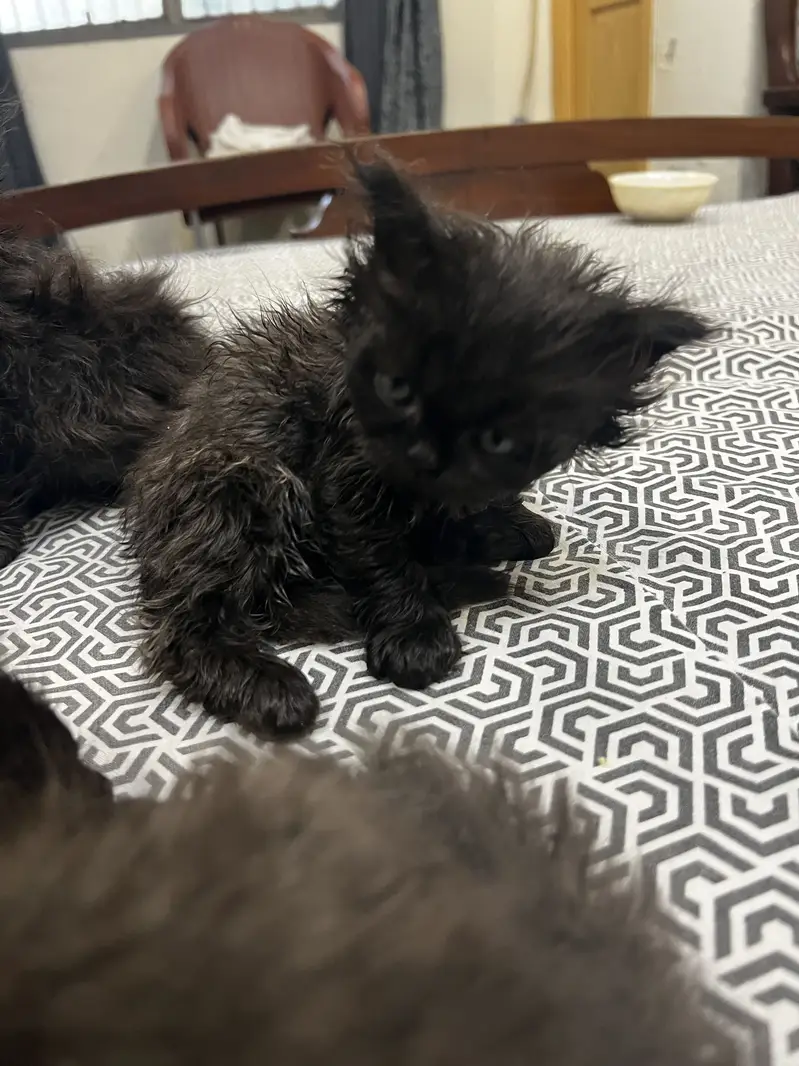 Persian cats triple coat pure breed. — photo 7