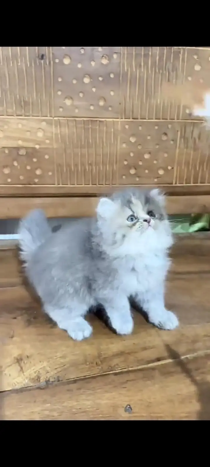 Quality Persian Punch Face cat &kittens 03476305771 WhatsApp — photo 3