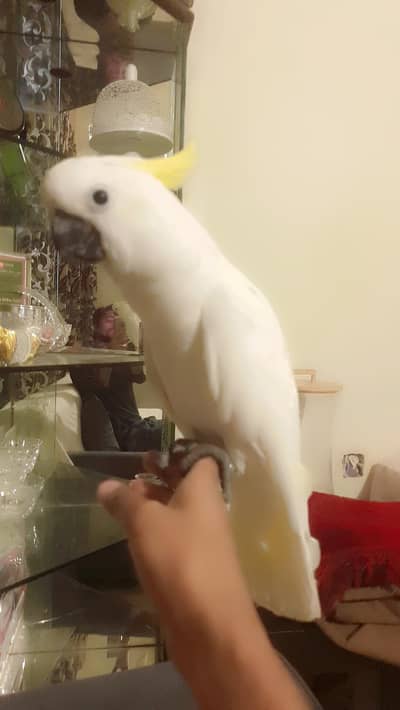 Cockatoo freindly /03152248124