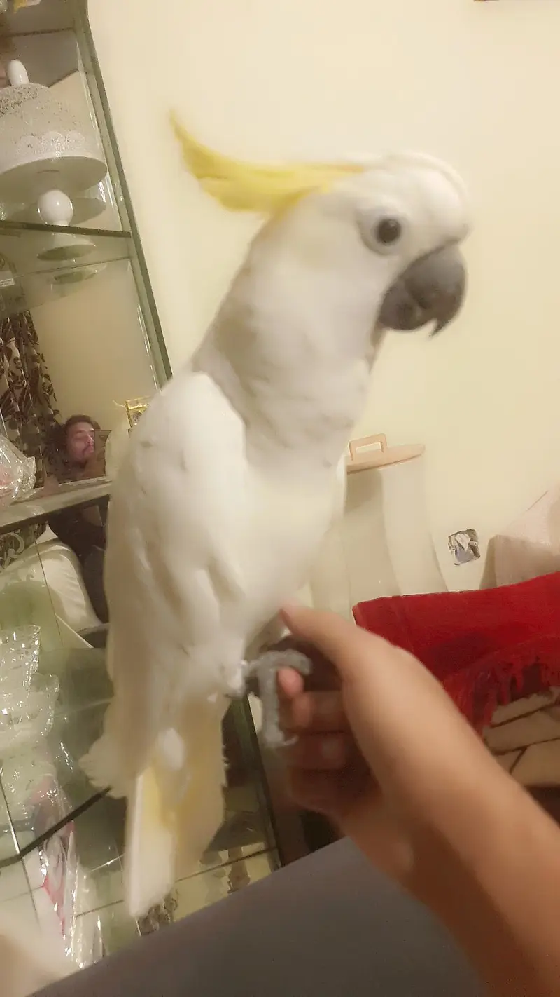 Cockatoo freindly /03152248124 — photo 2