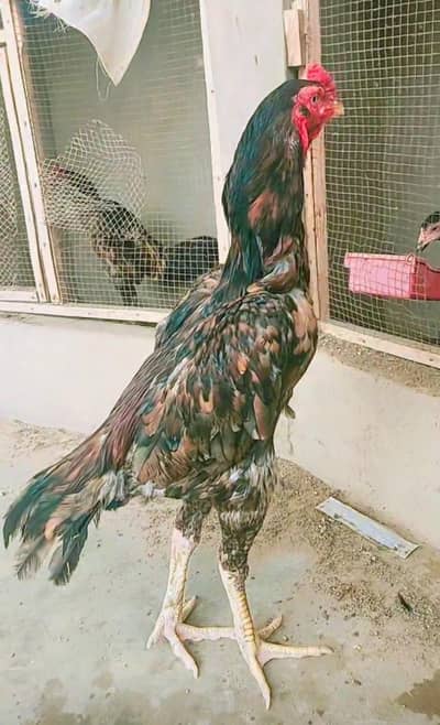 high quality old blood line extra long height patha