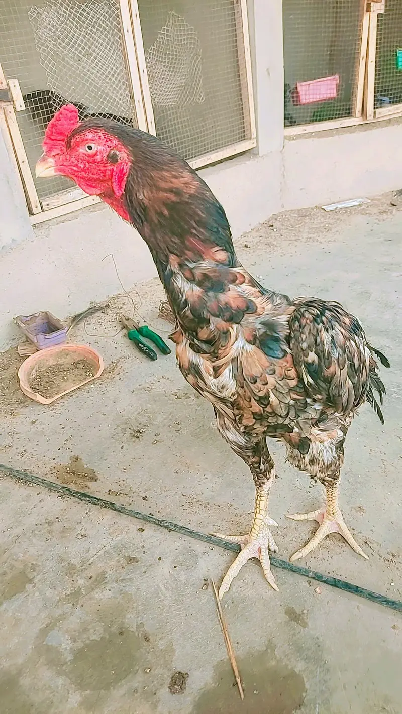 high quality old blood line extra long height patha — photo 4