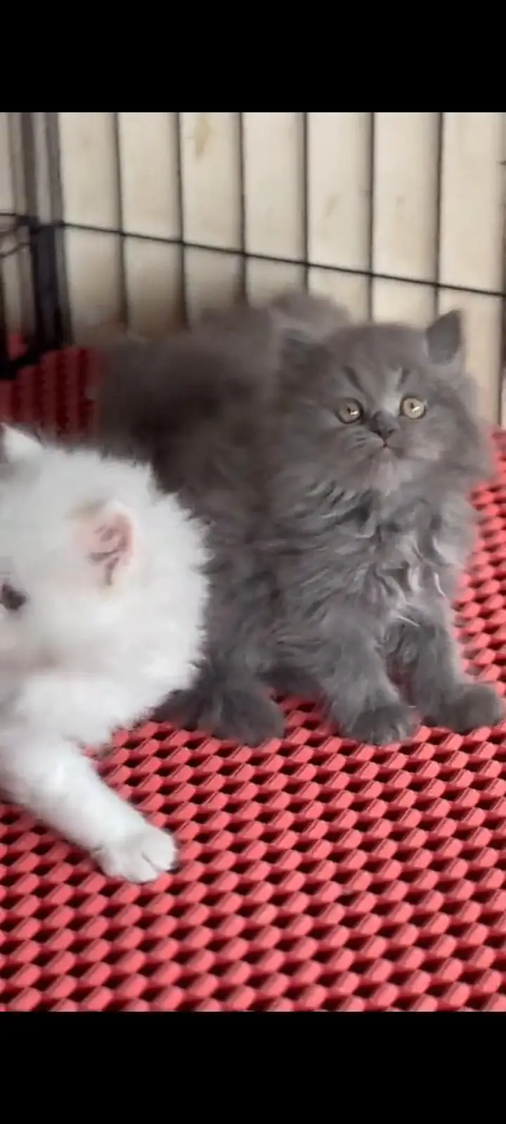 Quality Persian Punch Face cat &kittens 03476305771 WhatsApp — photo 2