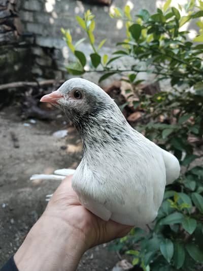 ferozpuri pair