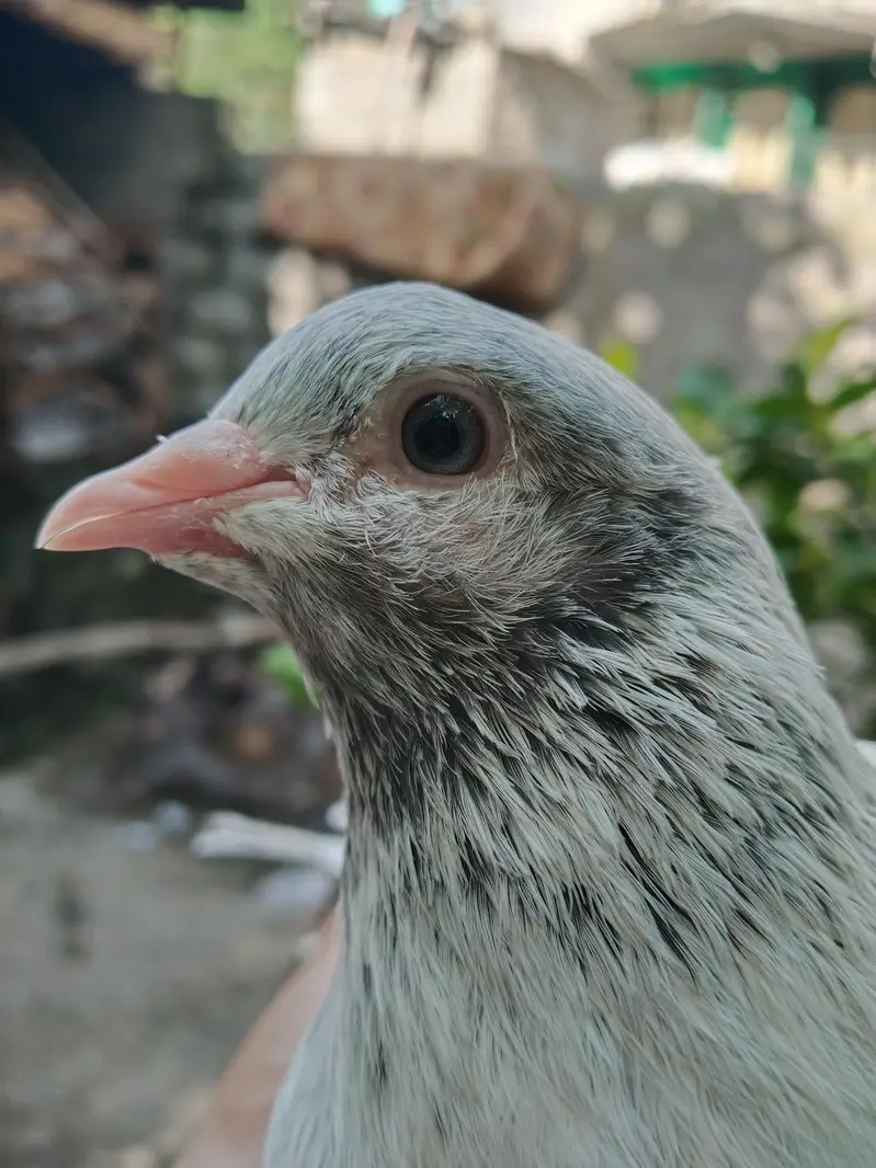 ferozpuri pair — photo 2