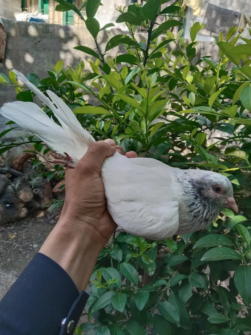 ferozpuri pair — photo 3