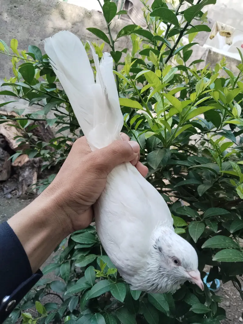 ferozpuri pair — photo 5