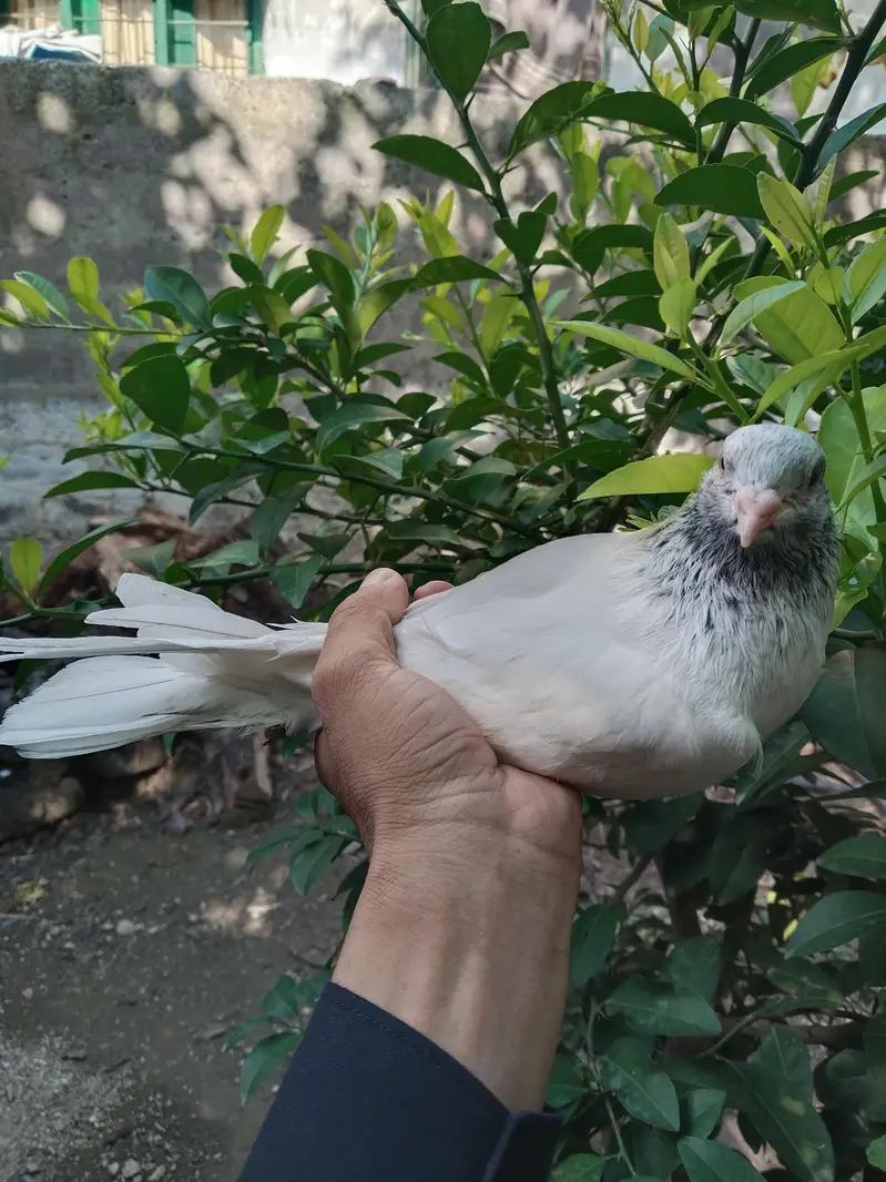 ferozpuri pair — photo 6