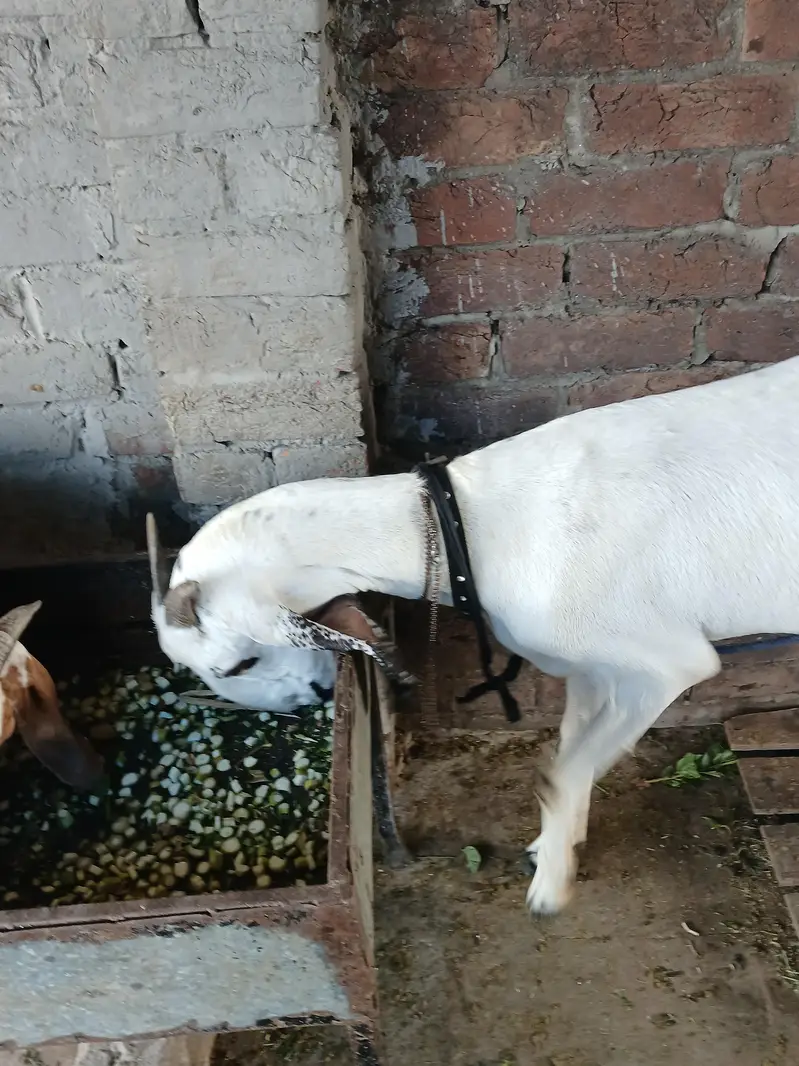 bkars — photo 3