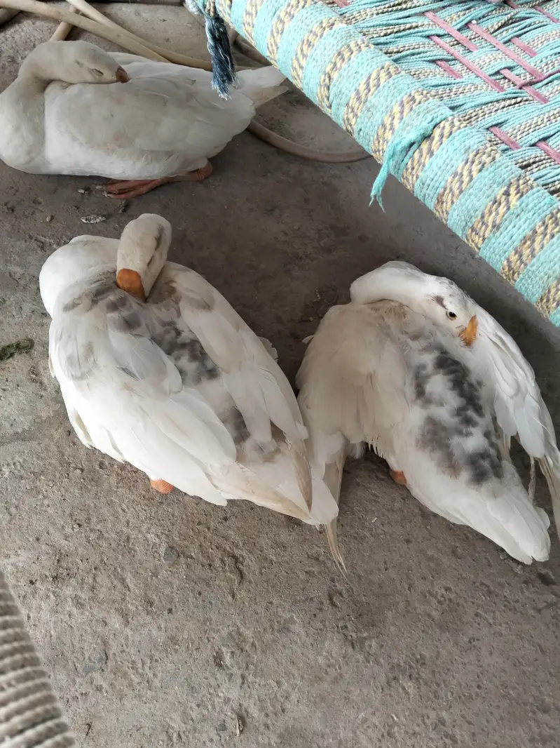 Beautiful ducks for sale. . . . . . one male two female