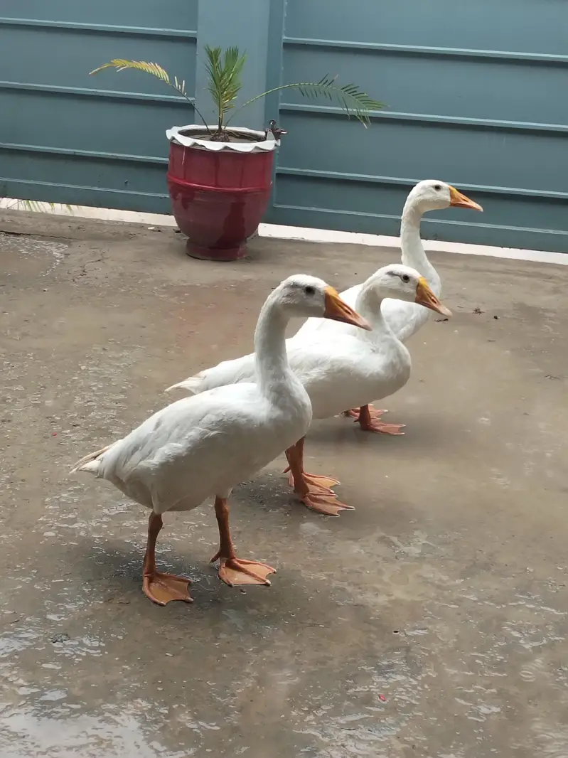 Beautiful ducks for sale. . . . . . one male two female — photo 2