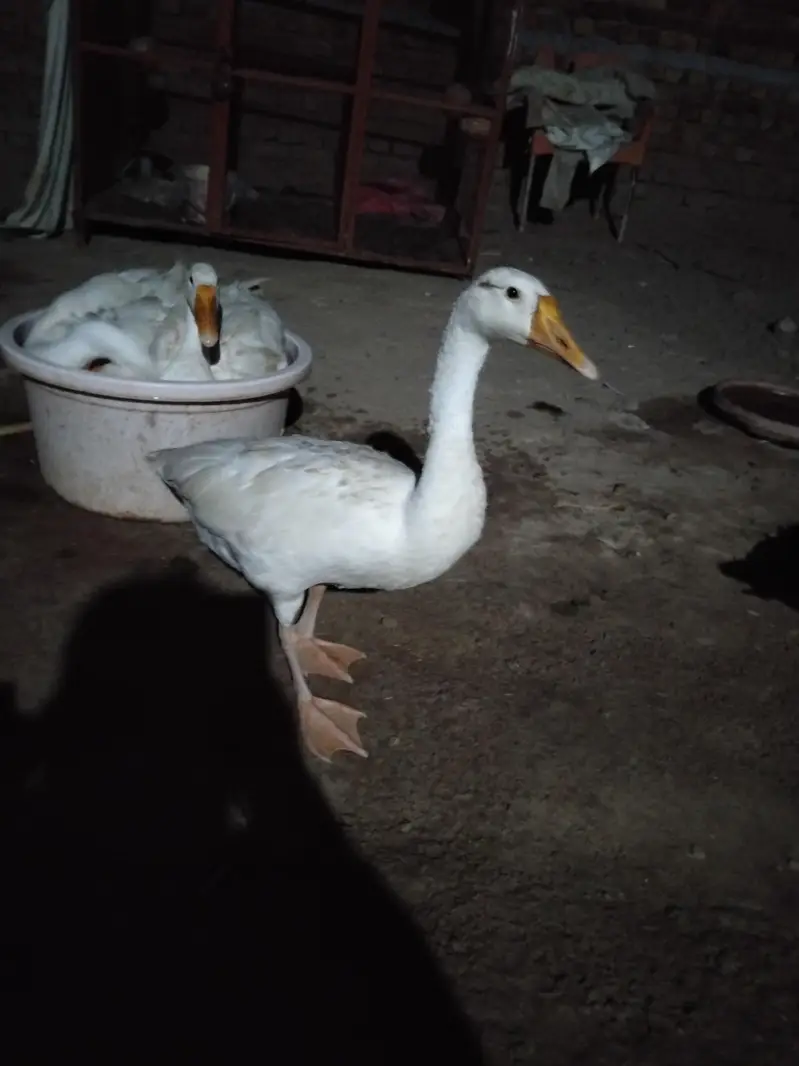 Beautiful ducks for sale. . . . . . one male two female — photo 3