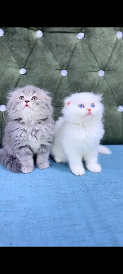 Quality Persian Punch Face cat &kittens 03476305771 WhatsApp