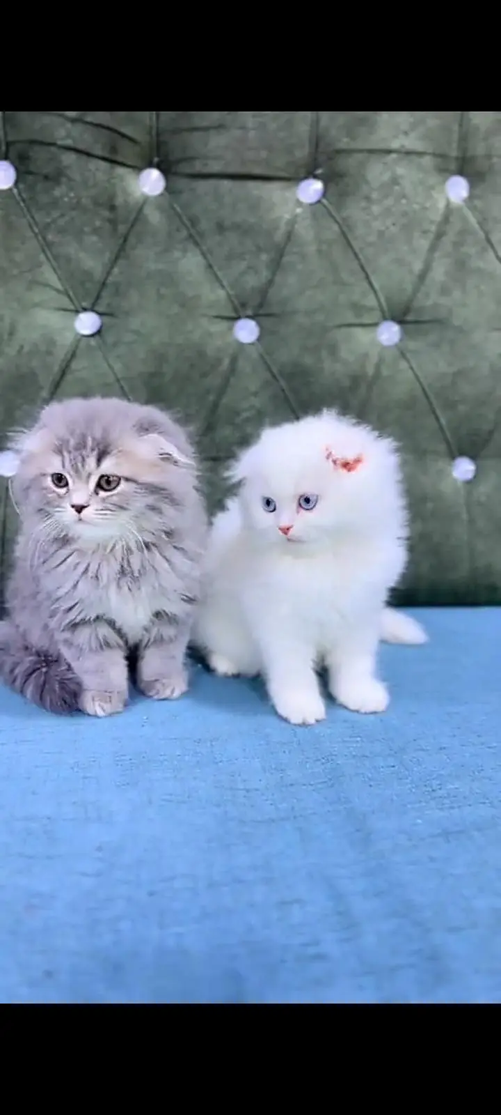 Quality Persian Punch Face cat &kittens 03476305771 WhatsApp — photo 2