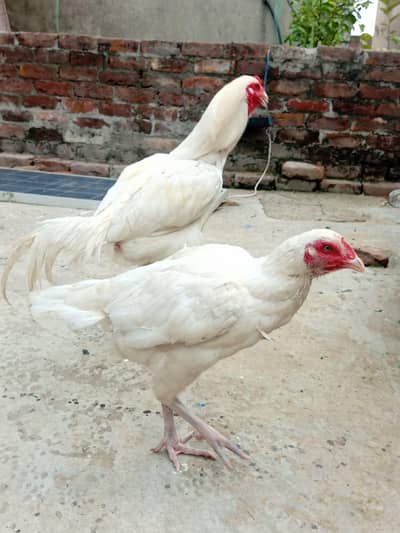 Heera seel chicks available