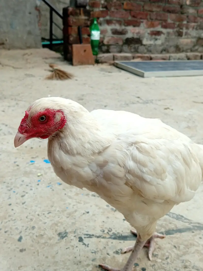 Heera seel chicks available — photo 3