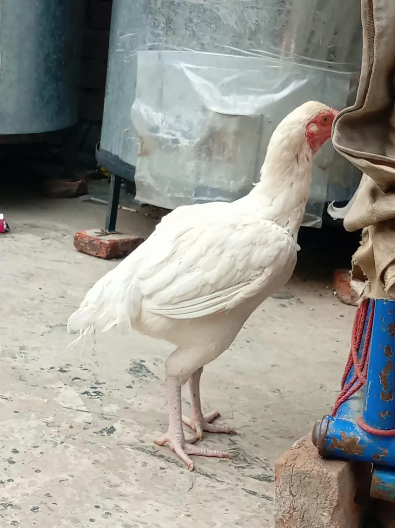 Heera seel chicks available — photo 4