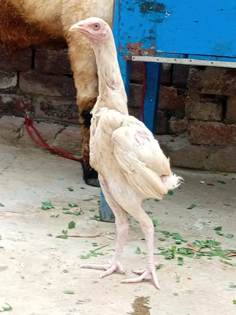 Heera seel chicks available — photo 5
