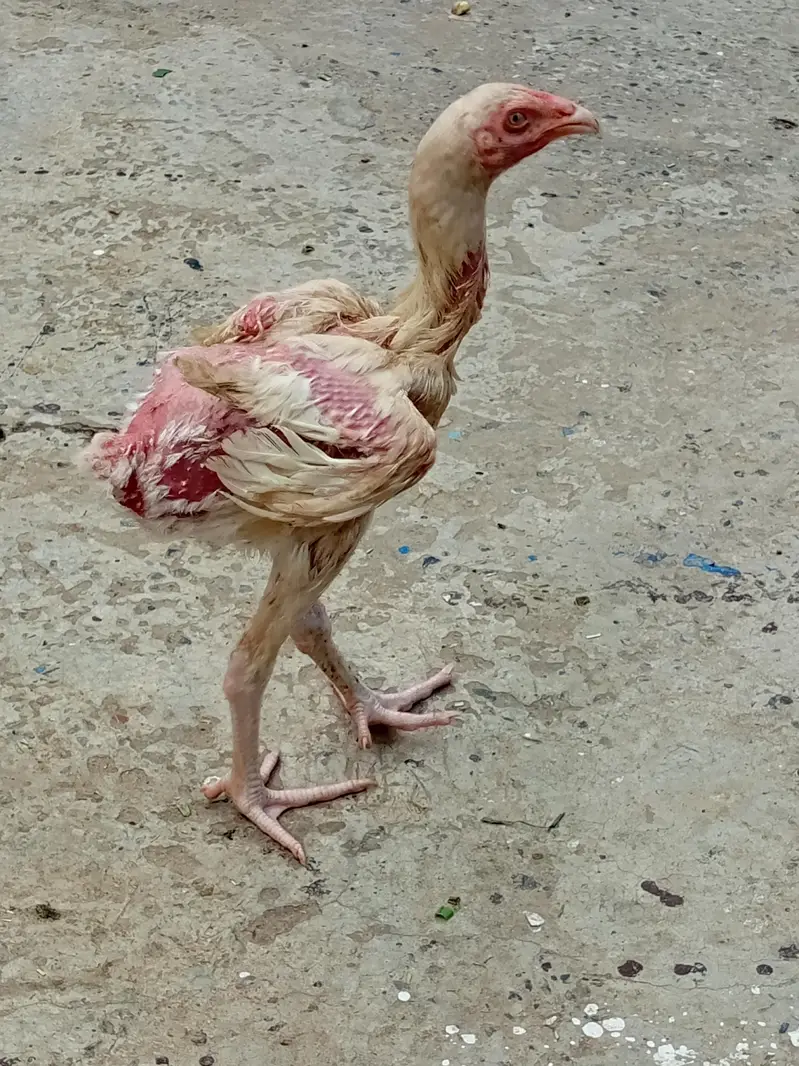 Heera seel chicks available — photo 6