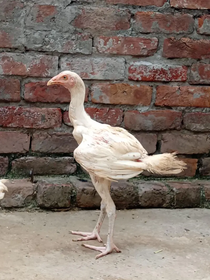 Heera seel chicks available — photo 7