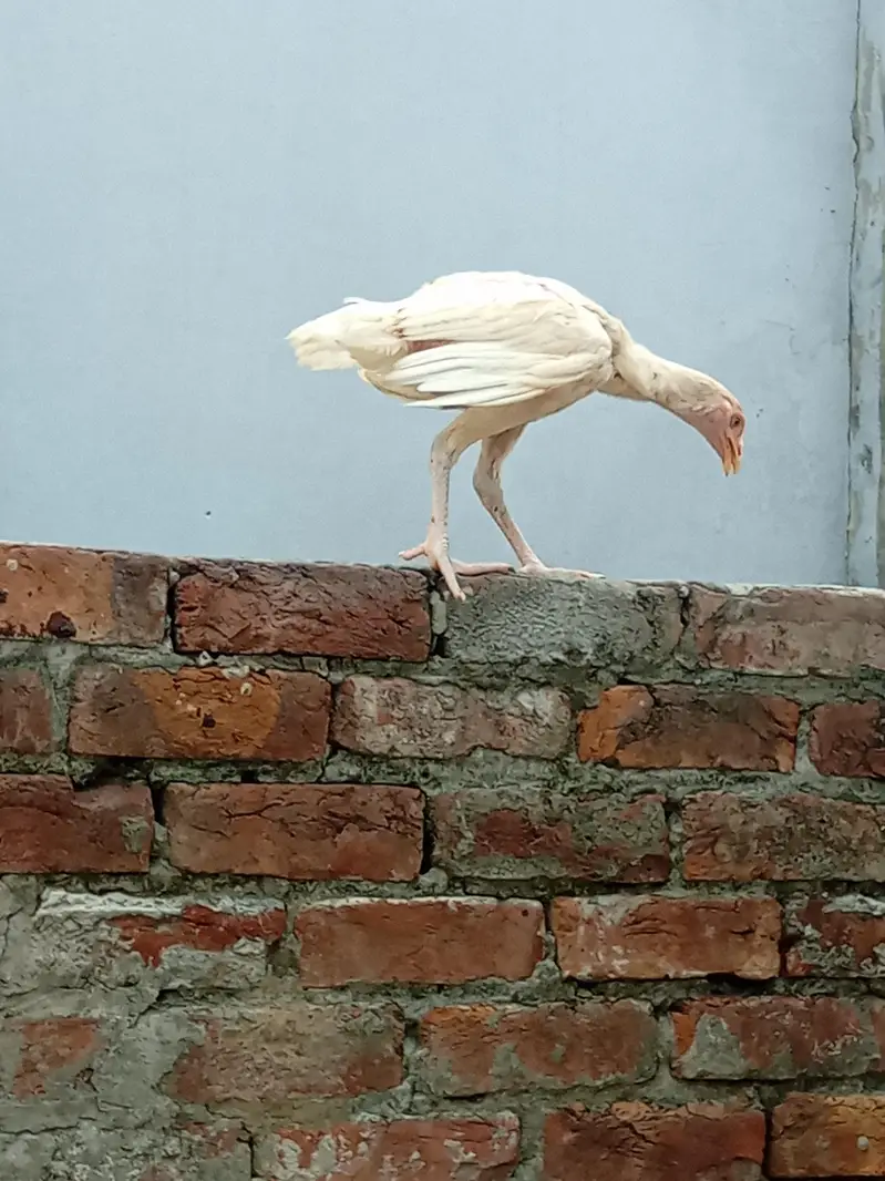 Heera seel chicks available — photo 8