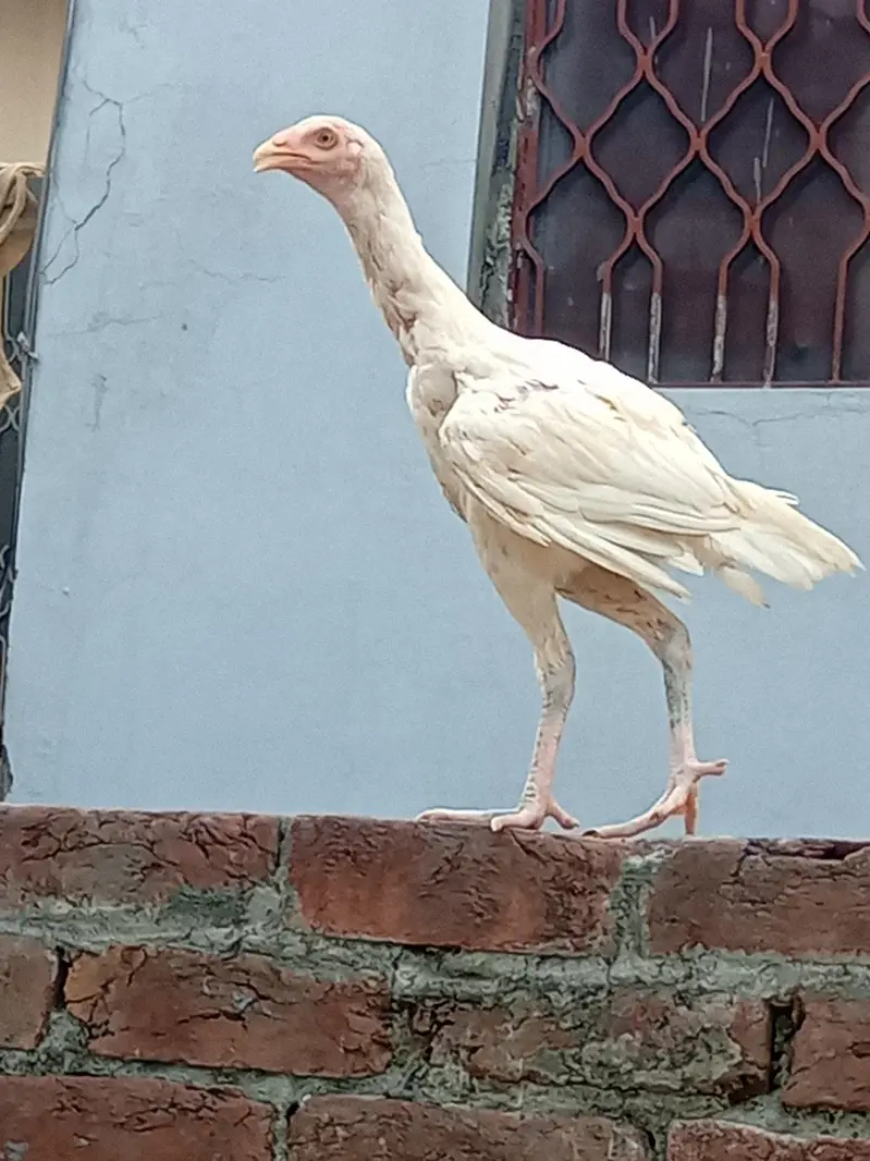 Heera seel chicks available — photo 9