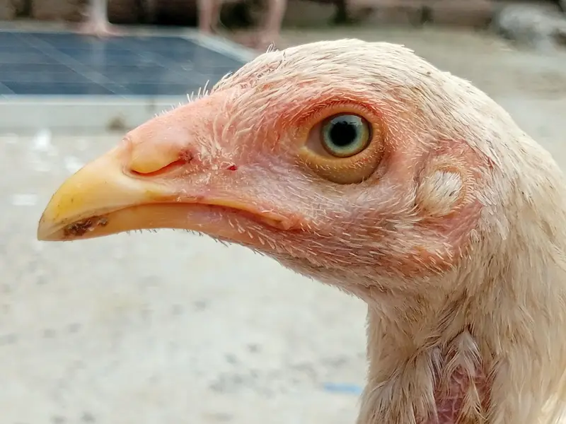 Heera seel chicks available — photo 11