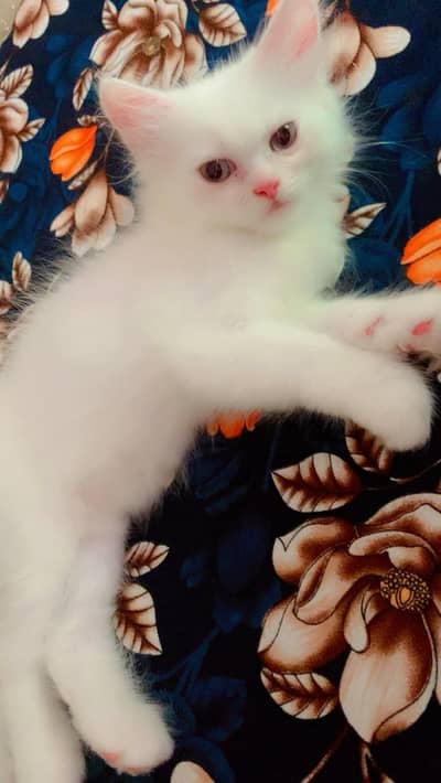 male kitten available