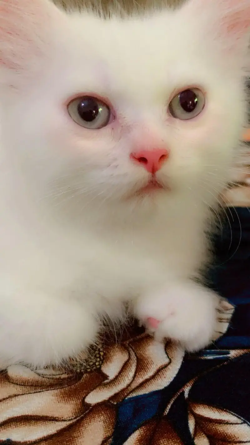 male kitten available — photo 2