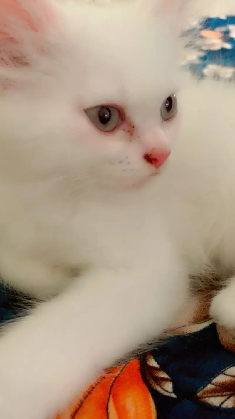 male kitten available — photo 3