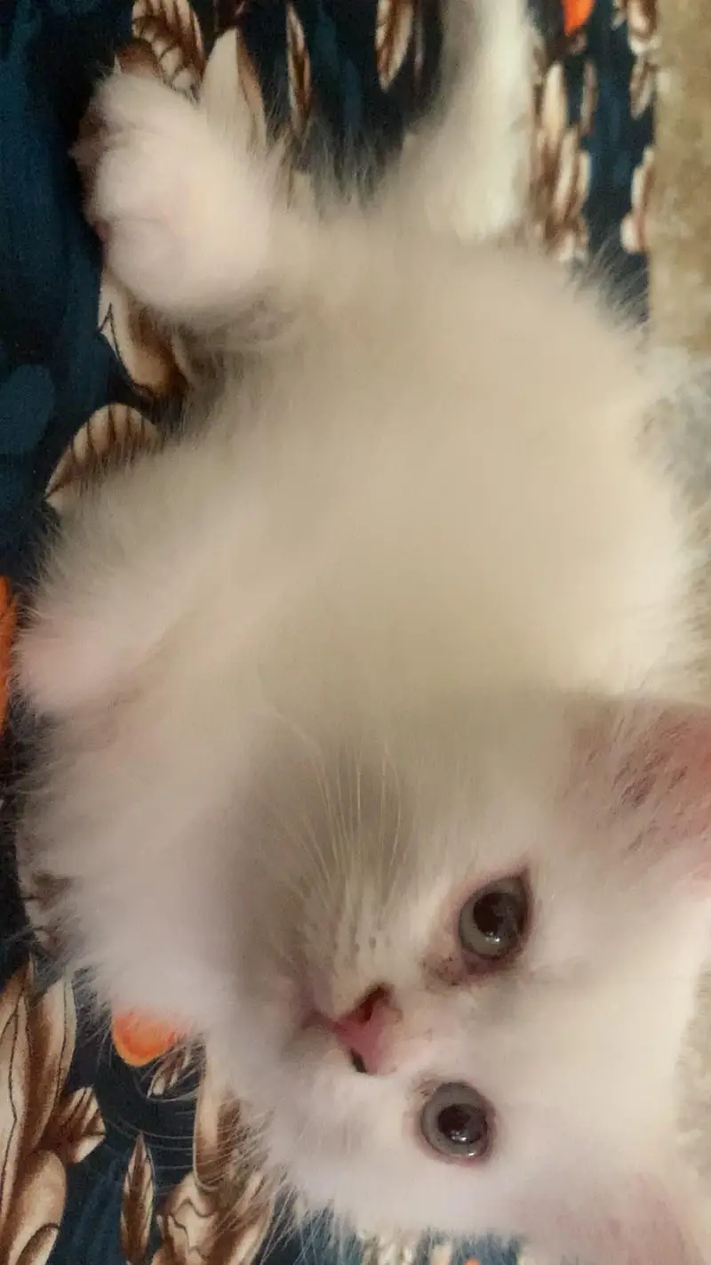 male kitten available — photo 4