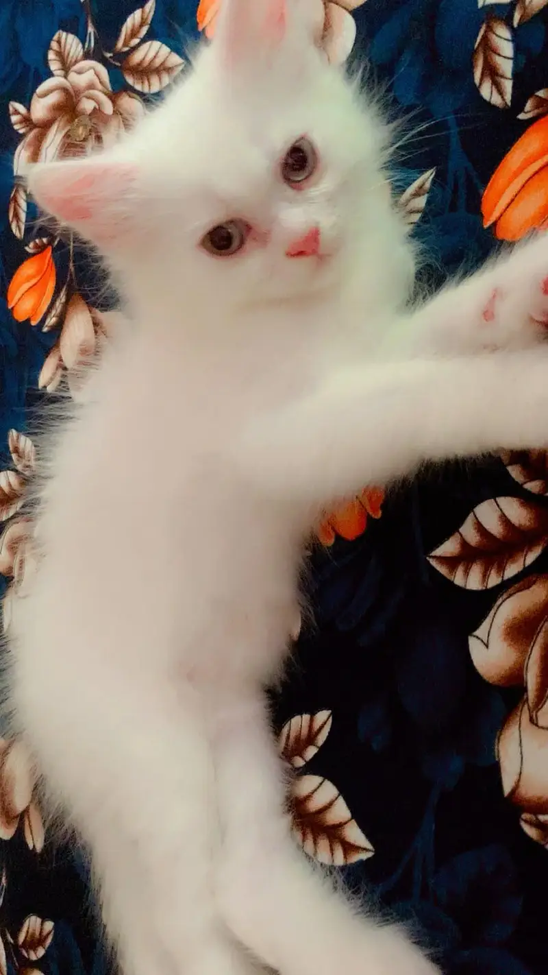male kitten available — photo 5