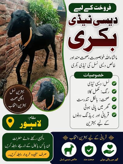  فروخت برائے دیسی ٹیڈی بکری 