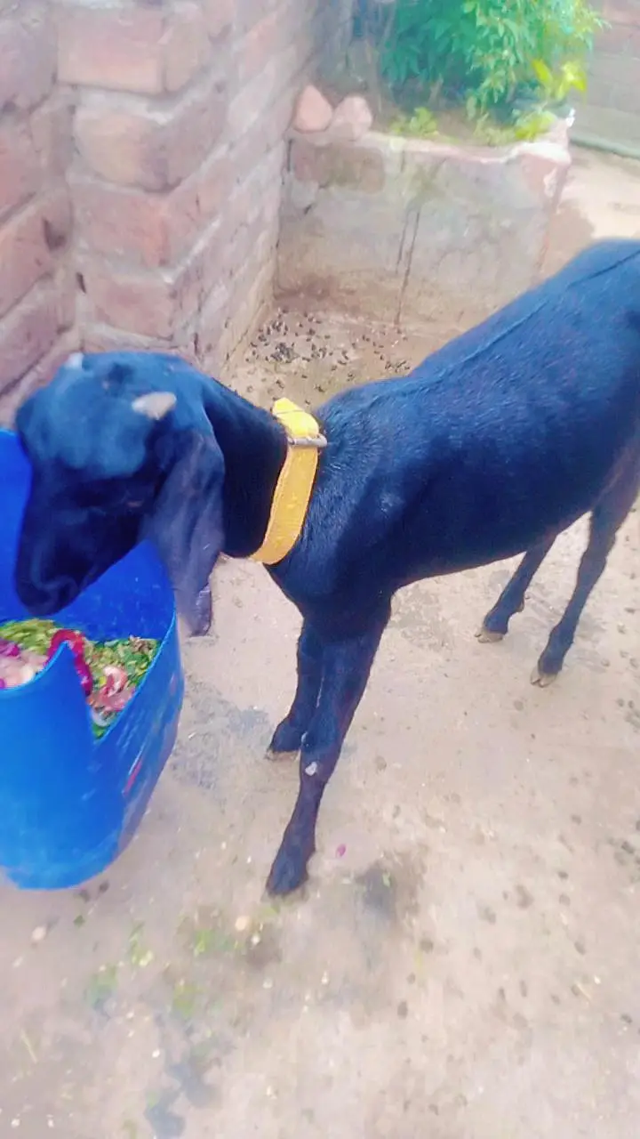  فروخت برائے دیسی ٹیڈی بکری  — photo 2
