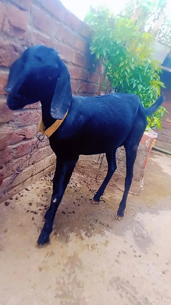  فروخت برائے دیسی ٹیڈی بکری  — photo 3
