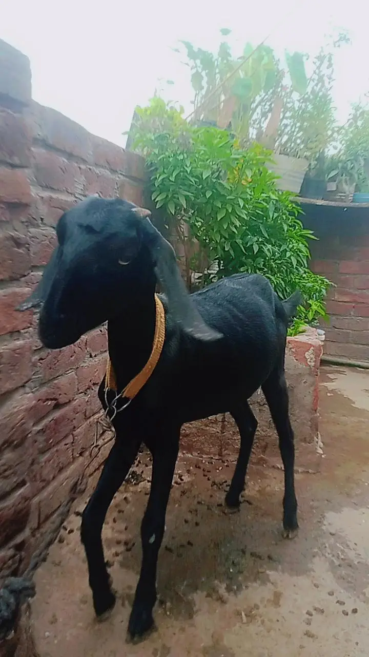  فروخت برائے دیسی ٹیڈی بکری  — photo 5
