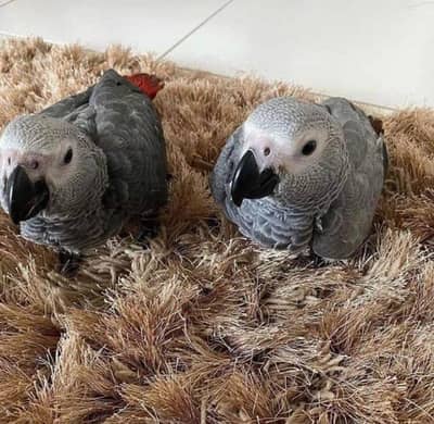 African grey parrot chicks for sale  WhatsApp number 0330=7629=890