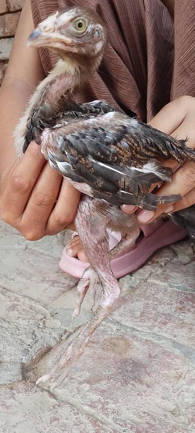 low price chiks for sale