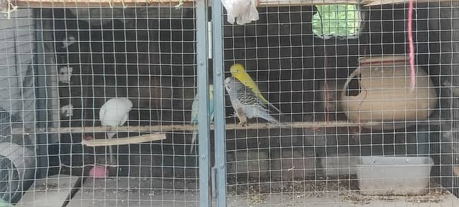 4 Australian 1 love bird for sale