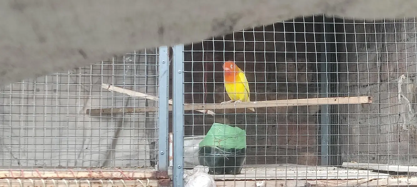 4 Australian 1 love bird for sale — photo 2